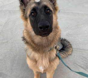 Gorgeous German Shepherds