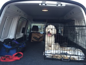 Charlie is far more relaxed when he travels in a crate. 