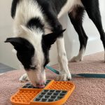 The Lickimat – a great pacifier – Good Manners Classess for Dogs in Newcastle and Port Stephens