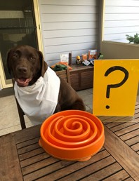 What do I feed my dog?