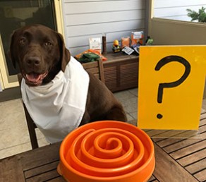 What do I feed my dog?