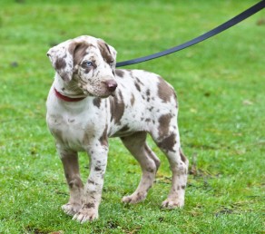 Unknown Dogs Off Leash