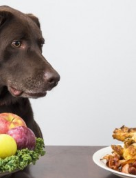 How to stop your dog overeating in 1 Easy Step