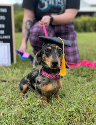 Darling Dachshunds