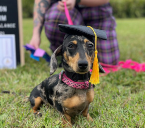 Darling Dachshunds