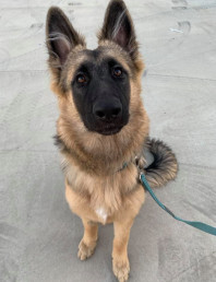 Gorgeous German Shepherds