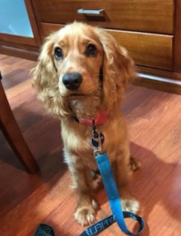 Cocker spaniel off store leash